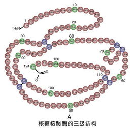 “核酸酶”的意思如何、核酸酶的读音怎么读、核酸酶的拼音是什么、怎么解释？