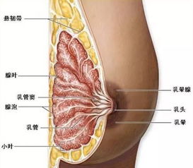 乳腺增生严重吗(得了乳腺增生严重吗)