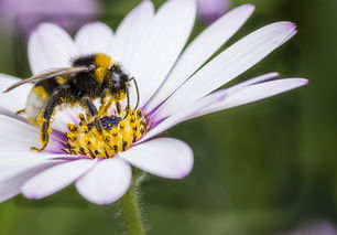 蜜蜂的寓意和象征,蜜蜂象征着什么？