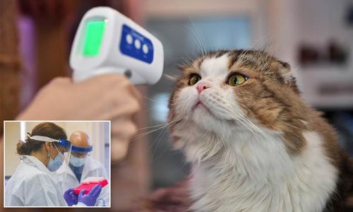 美专家发现新冠病毒能在猫之间传播,提醒不要亲吻宠物