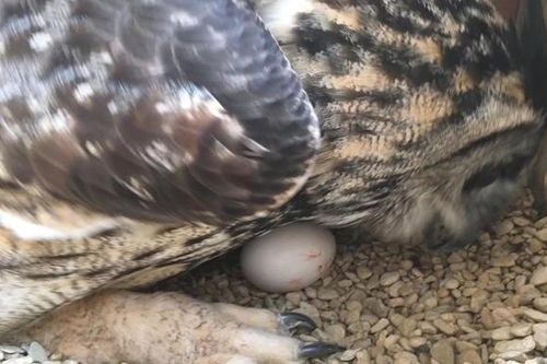 23岁独居猫头鹰突然下蛋,英国动物园 原来它是个假小子