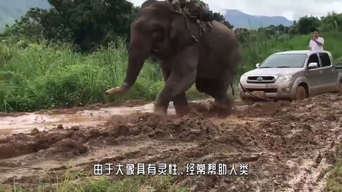 男子骑在大象背上,不料路中遇见老虎袭击,镜头拍下全过程 