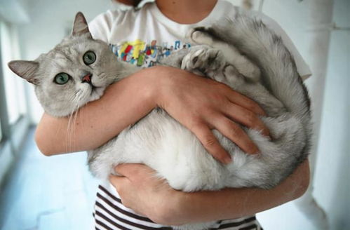 连抱猫的姿势都错了,猫咪喜欢你才怪呢