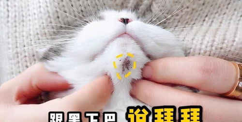 小猫下巴红肿怎么办（治疗小猫下巴红肿的药品推荐）