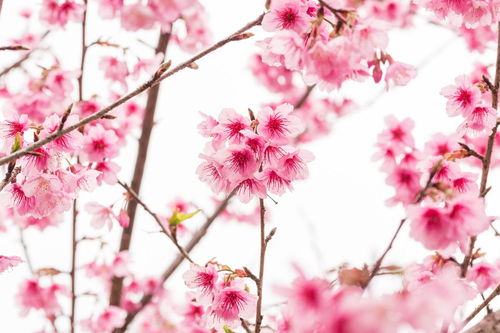 描写关于春天樱花桃花的诗句