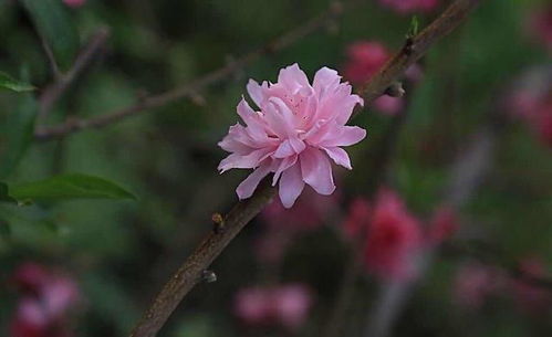 命里没有这些花,爱情当然难开花结果