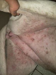 狗狗肚皮有湿疹怎么办,请你们确认一下这狗狗肚皮上是湿疹吗 图片 
