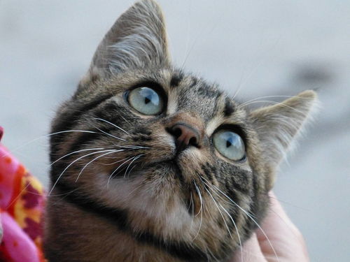 为什么猫咪眼睛有很多颜色 每一只眼睛都绝美