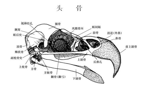 鸟类骨骼标本制作与鉴定指南