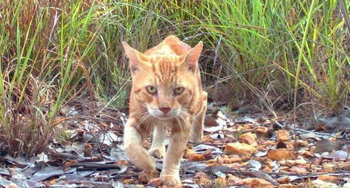 除了毒药和猎枪,澳洲一公园为了消灭野猫,连肯德基都用上了