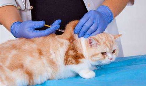 猫咪厌食症可能没有那么简单 脂肪肝病就是猫咪厌食的结果