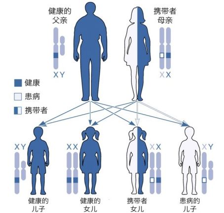 有些遗传病为何只遗传男性