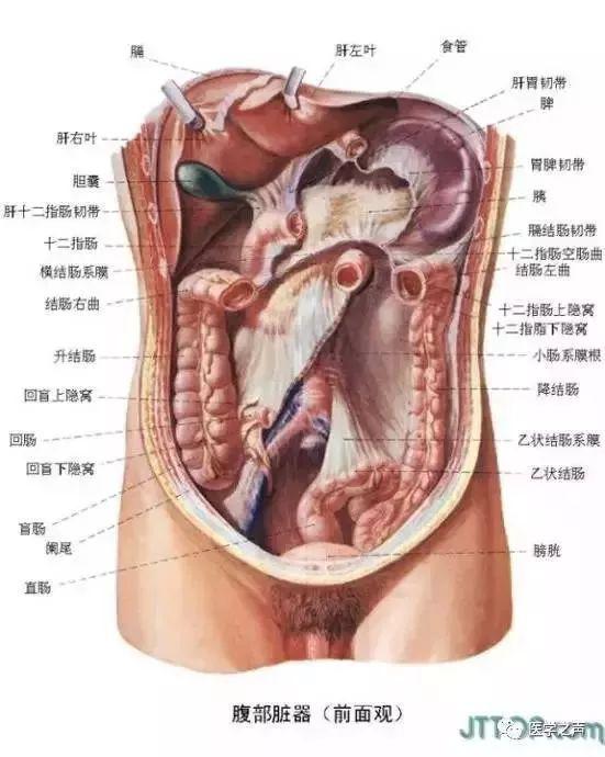 人体最全解剖图谱 超级精细 超级棒 请转发给医学生和卫生行业的朋友们 