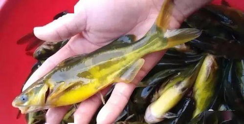 帆布池可以高密度养殖黄颡鱼吗,水库黄骨鱼养殖技术