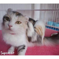 Super cat 高端猫舍电话, 地址, 价格, 营业时间 宠物店 上海宠物 