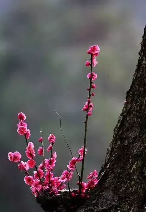 你哪里下雪了吗 雪后的气温,亮了