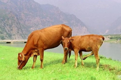 生肖牛 6月4号会与这个人相遇,是你这辈子的大贵人好好珍惜