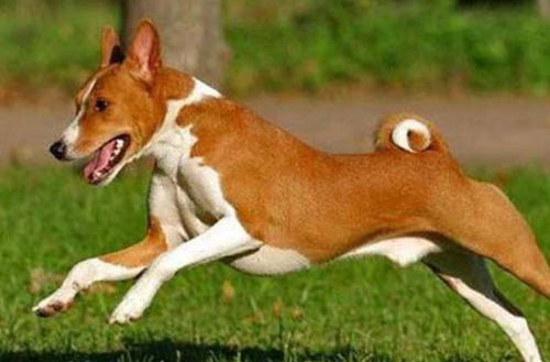 巴仙吉犬,属于狩猎犬,对主人十分忠诚