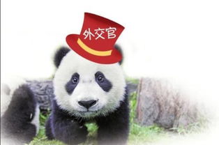 我国首只被 退货 大熊猫,实在是养不起了 不吃竹子改吃萝卜