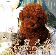 标题 深圳边度有出售贵宾幼犬 深圳哪里有纯种贵宾犬买呢 