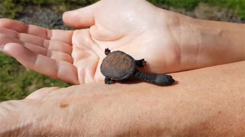 男子野外捡到一只小乌龟,养了一段时间后,发现越来越不对劲儿 