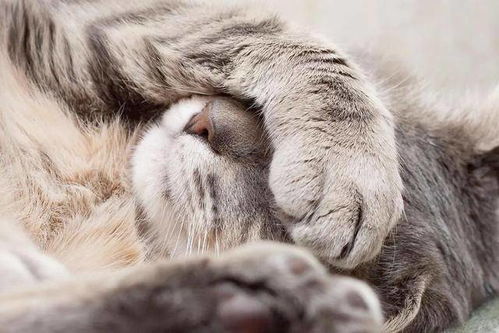 猫咪每天睡眠时间那么久,难道不会 失眠 吗
