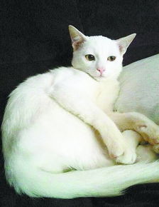 奄奄一息流浪猫被悉心照顾8个月变身 白富美 图