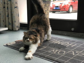猫抓板买什么材质的好如何避免猫咪抓沙发