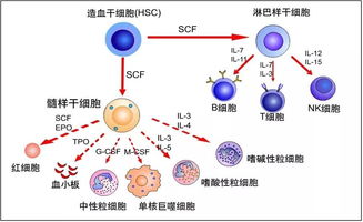 如何增加免疫细胞，提高免疫力(增加免疫力的办法)