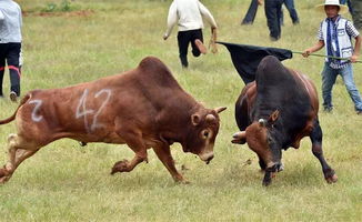 大美彝乡丨风趣的彝族斗牛 