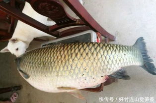 这么大的草鱼还是第一次见, 钓友在大湖中钓到一条46斤的大草鱼 
