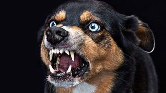狗狗得啦狂犬病有什么症状 狗狗怎么才会得狂犬病 