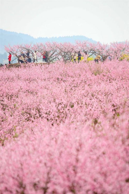 遂宁这个地方的桃花开了,漫山遍野,太美了 