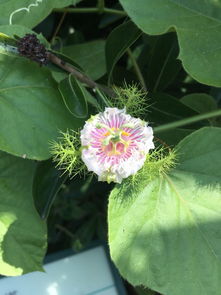 台湾遇到的花花草草们