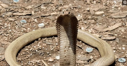 湖南滑鼠蛇,功效就是多,还是二级保护动物