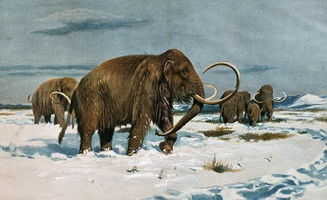 科学探索 猛犸象未灭绝出现在西伯利亚是否可信