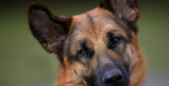 世界十大嗅觉猎犬 嗅觉最好的猎犬品种