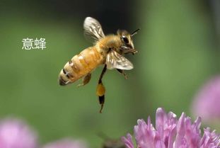 蜗牛被非洲人吃到哭,而中蜂却被中国人整到快灭绝了