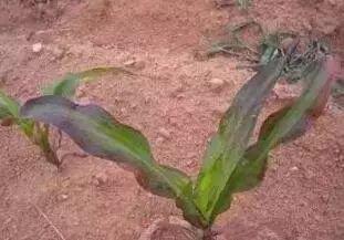 玉米死苗 红苗 紫苗 原因已找到 今年一定要注意