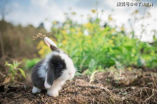 生肖兔 不出七天会遇到下面3个人,将是你一生的贵人