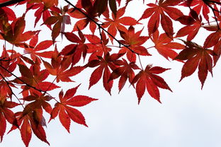 秋天的树叶,秋季,大自然,枫,叶,木材,树叶,红色,景观,大韩民国,花园,美丽,公园,植物 