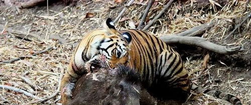 老虎不吃猫真的是因为老虎不会爬树吗 为什么