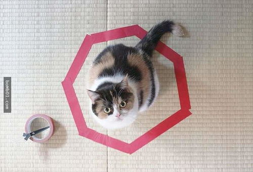 如何做个能困住猫咪的陷阱 任何猫咪都会上当,只需三个简单步骤