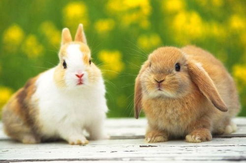 兔子吃什么食物,兔子的主食是什么
