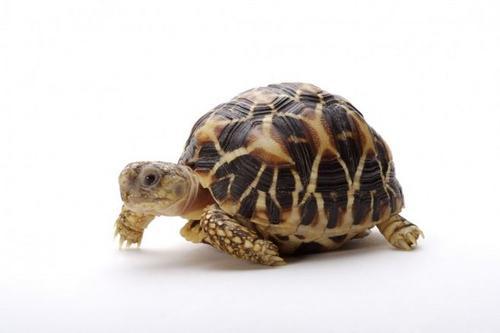 乌龟长期吃龟粮的后果 吃东西要注意什么