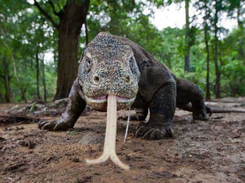 世界上最大的蜥蜴,科莫多巨蜥