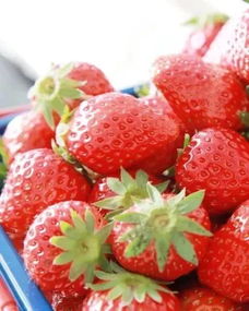 金山获大奖的超甜草莓,在哪里能采到最后一波
