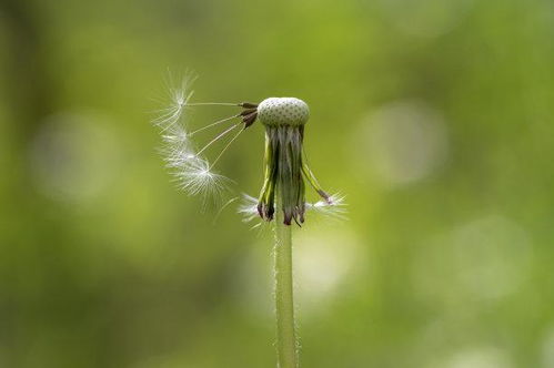 下旬之后,桃花缠绕,不拖不欠,遍地生情,情不自已,永不分离 事业 贵人 双子座 