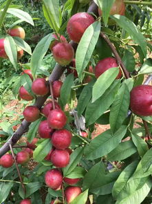 珍珠枣油桃成熟时间,山西珍珠枣油桃能储存多少天？