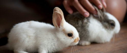 兔子毛球症怎么治疗
